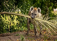 Spotted Hyena carrying palm Fran in its mouth