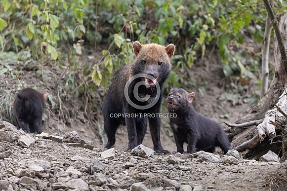 Bush Dogs