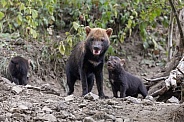Bush Dogs