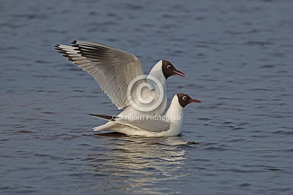 Black headed Gull