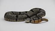 Banded Rock Rattlesnake