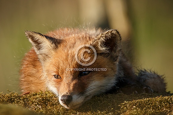 Fox Cub Fox Cub