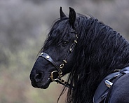 Friesian Horse--Any Riders Dream