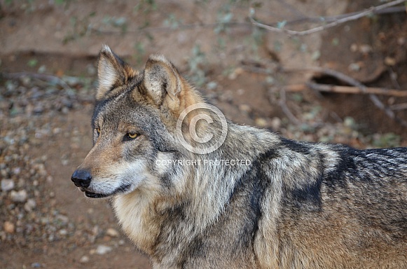 Mexican Grey Wolf (Male) Mexican Grey Wolf (Male)