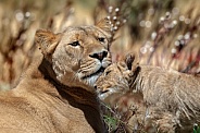 Lion