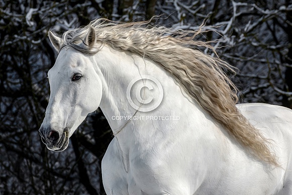 Andalusian Horse Andalusian Horse