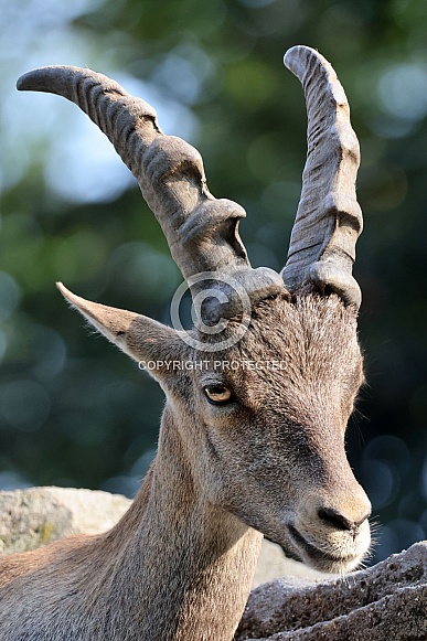 Alpine Ibex (Capra Ibex)