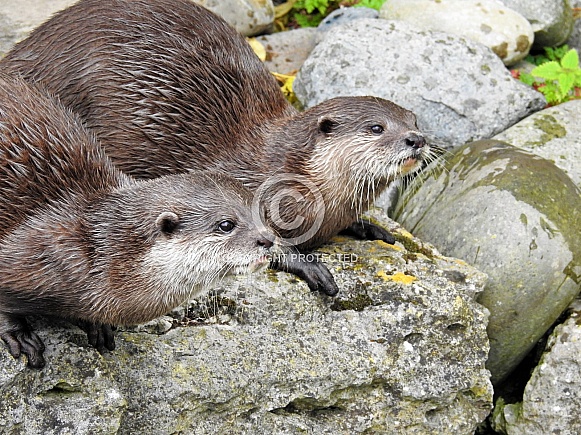 Asian Short Clawed Otter