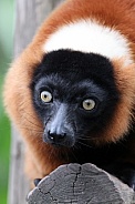 The red ruffed lemur (Varecia rubra)