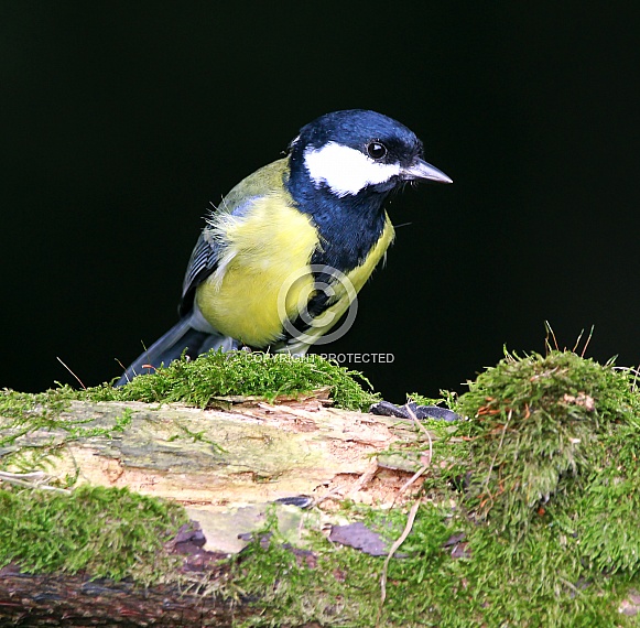 Great Tit Great Tit