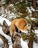Red Fox-Vixen