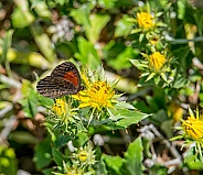 Trimens Brown Butterfly