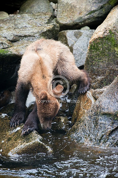 Wild Alaskan brown bear cub Wild Alaskan brown bear cub
