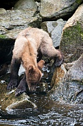 Wild Alaskan brown bear cub