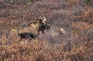 Denali Moose