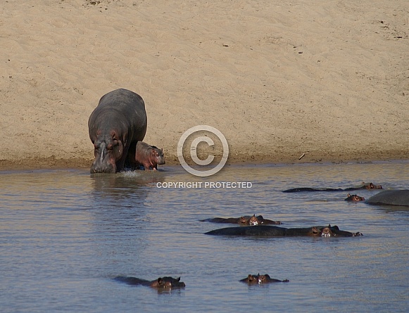 Hippos