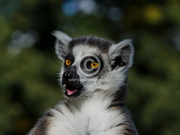 Ringtailed lemur Ringtailed lemur