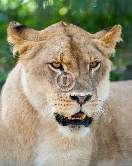 Lioness