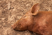 Sleeping Tamworth Pig
