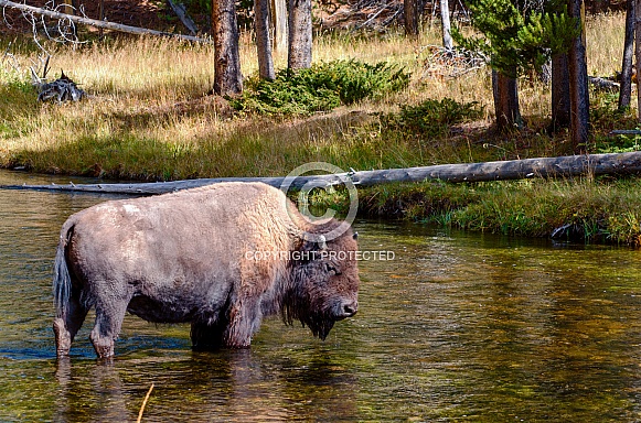 Bison crossing the Nez Perce Creek
