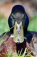 Duck Close Up. Mallard
