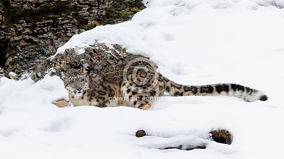 Leopard-Snow Leopard