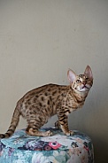 Savannah Cat