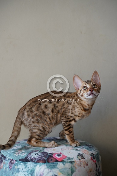 Savannah Cat