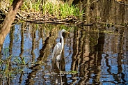 Great Blue Heron