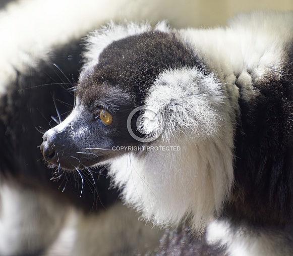 Lemur