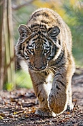 Young Tiger Walking