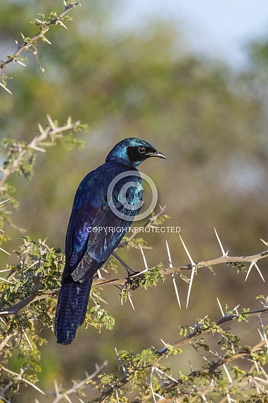 Cape Starling - Botswana