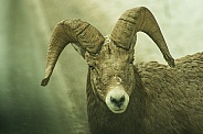 Big Horn Ram
