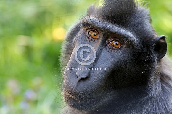 crested macaque (macaca nigra) crested macaque (macaca nigra)