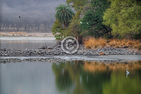 Beautiful tiger in the nature habitat. Tiger pose in amazing light. Wildlife scene with wild animal. Indian wildlife. Indian tiger. Panthera tigris tigris.