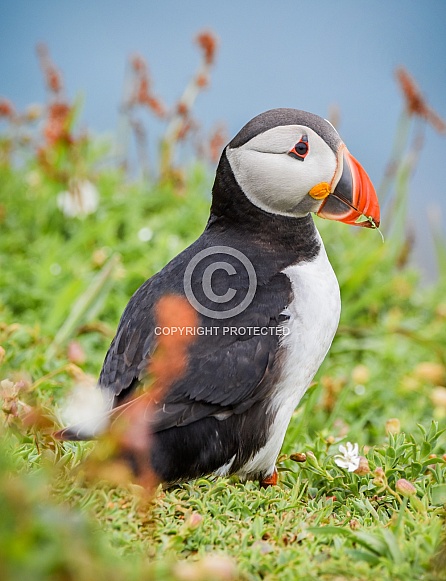 Puffin