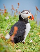 Puffin