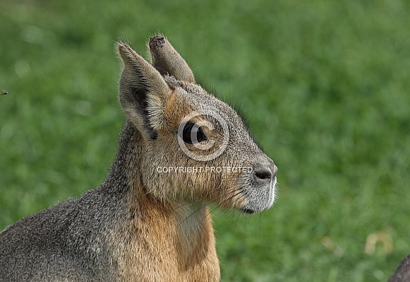 Patagonian Mara