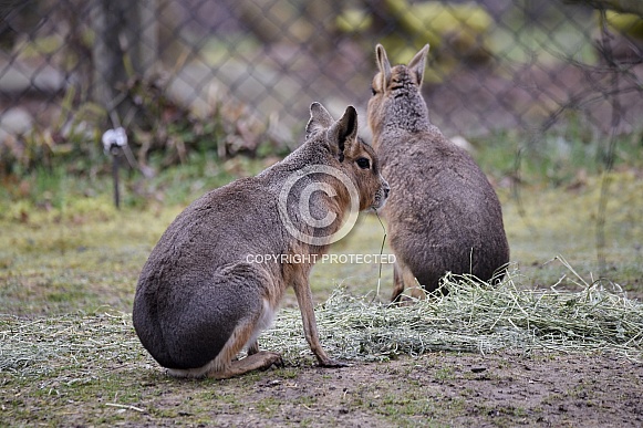 Patagonian Mara Patagonian Mara
