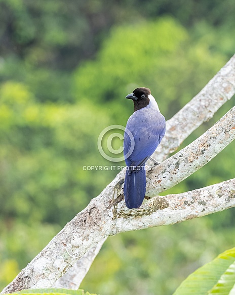 A Violaceous Jay in Ecuador A Violaceous Jay in Ecuador