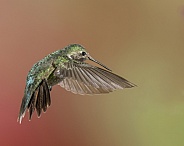 Broad-tailed Hummingbird with Flared Tail - Male