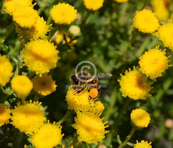 Cape Honey Bee Cape Honey Bee
