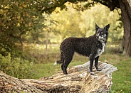 Curly-Coated Border Collie