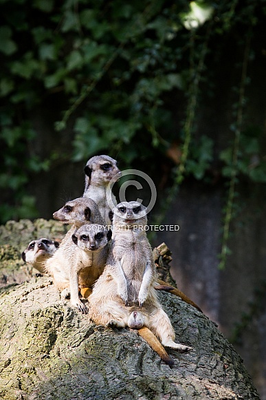 Meerkats