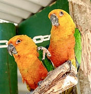 Jandaya parakeet