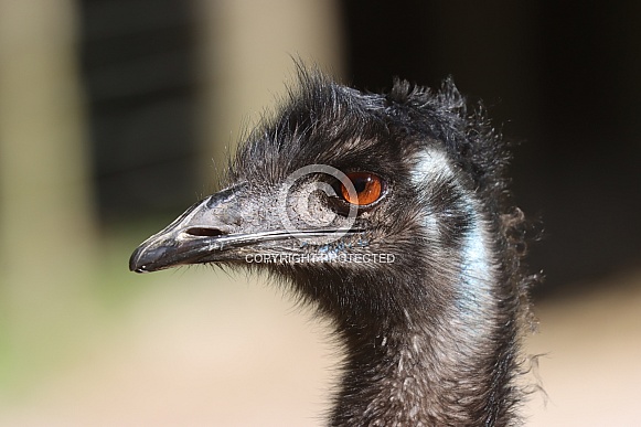 Emu