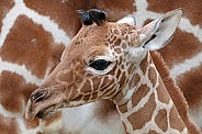 Giraffe *Giraffa camelopardalis reticulata)