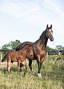 Bay Mare and filly Foal