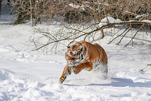 Siberian Tiger in deep snow