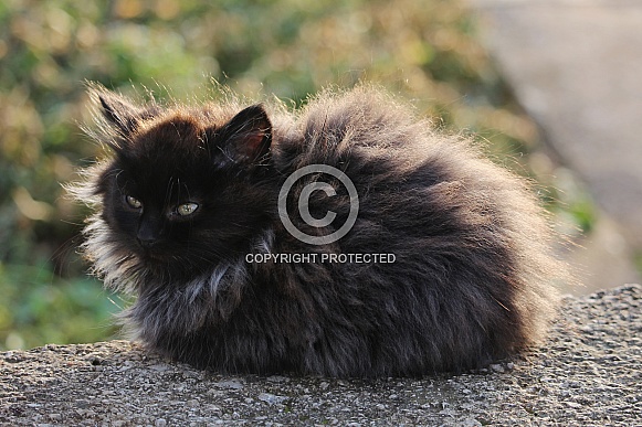 Grumpy Black Fluffy Kitten